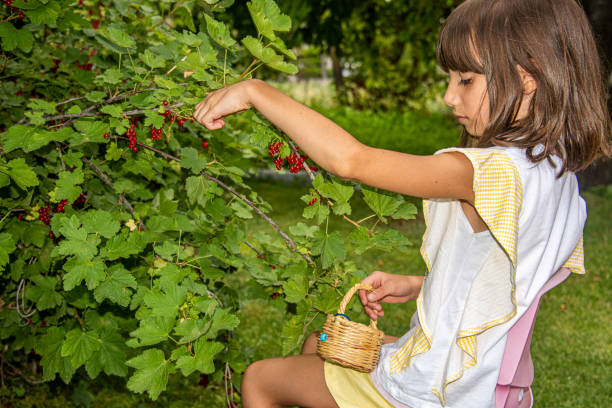Girl picking red currants in a small basket