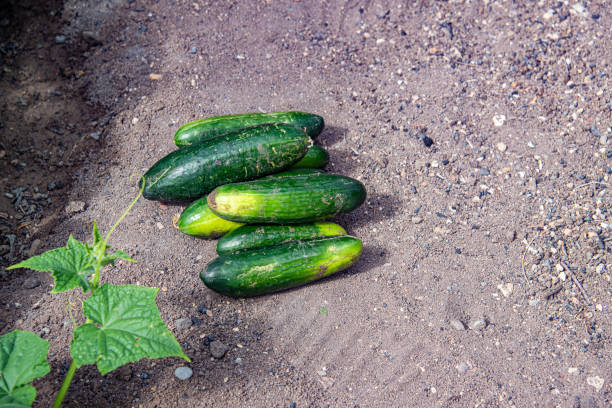 Freshly picked cucumbers in the garden - Close up