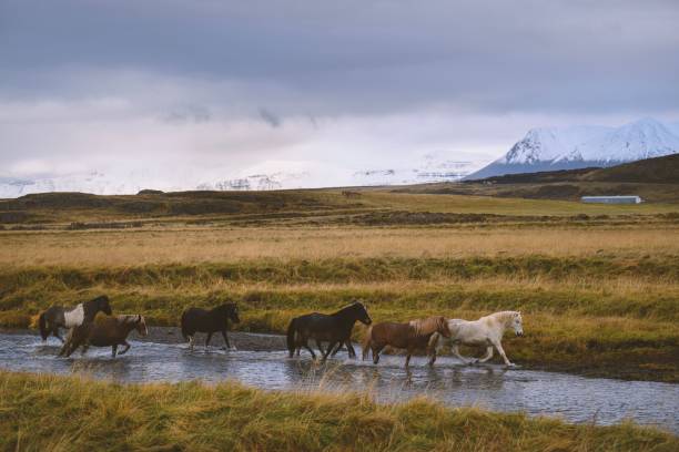istock Icelandic horses crossing a stream with mountains. 2192851830