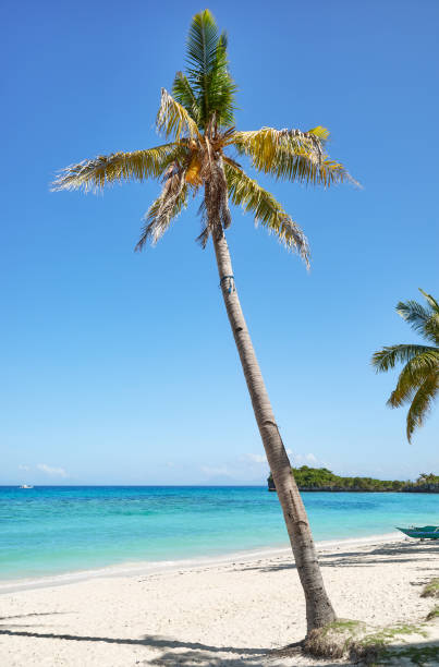 istock Beautiful beach with coconut trees on Malapascua Island, Philippines. 2192852347
