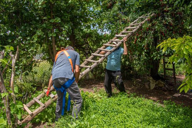 Placing the long wooden ladder used for cherry picking on the tree