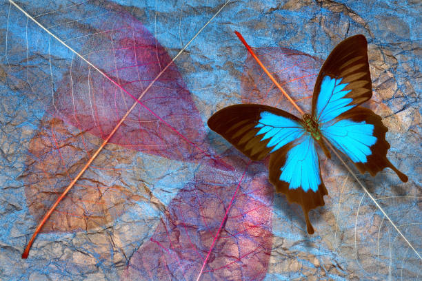 istock Abstract natural background. Blue Ulysses butterfly and transparent leaves texture background. 2192852649
