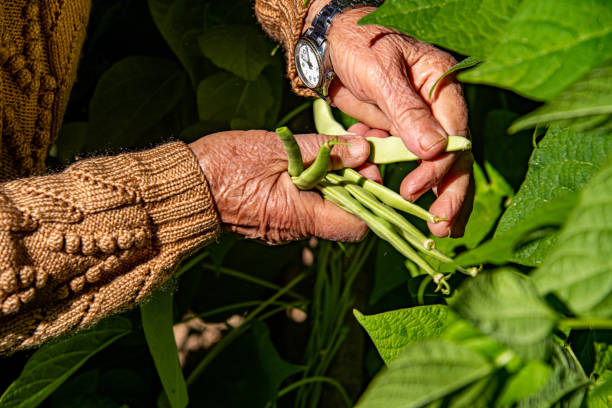 Woman holding a bunch of green beans