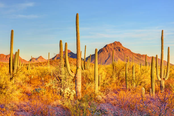 istock Saguaro National Park in Tucson 2192852750