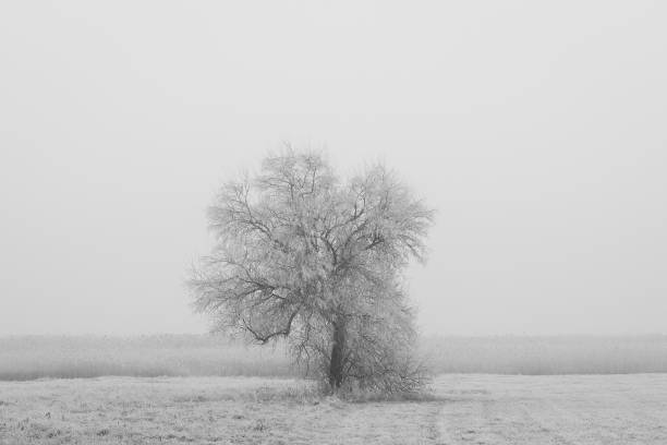 istock Frost-covered tree in winter fog 2192853022
