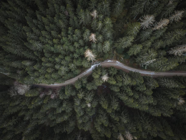 istock Aerial view of forest road winding through pine trees 2192853046