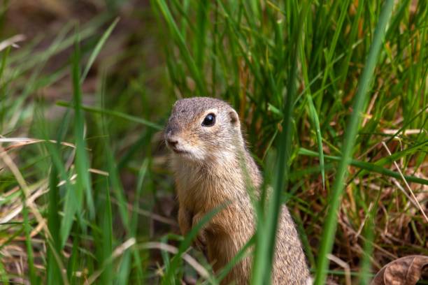 istock European ground squirrel, Spermophilus citellus 2192853126