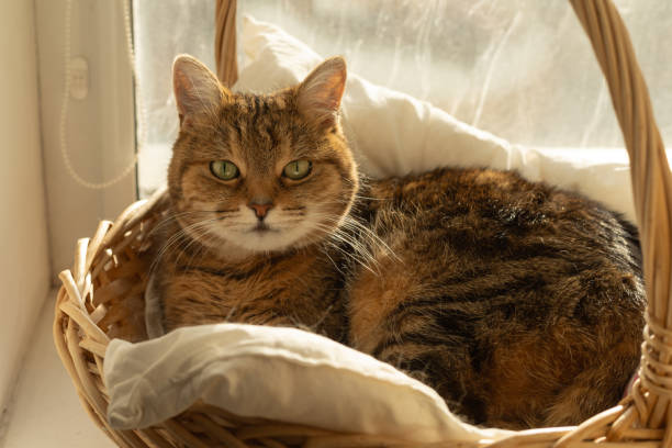 istock a striped cat lies in a wicker basket 2192853245