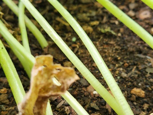 istock Pickled Cucumber Plant Stem: Flexibility and Growth on the Ground or Supported by Structures 2192853309