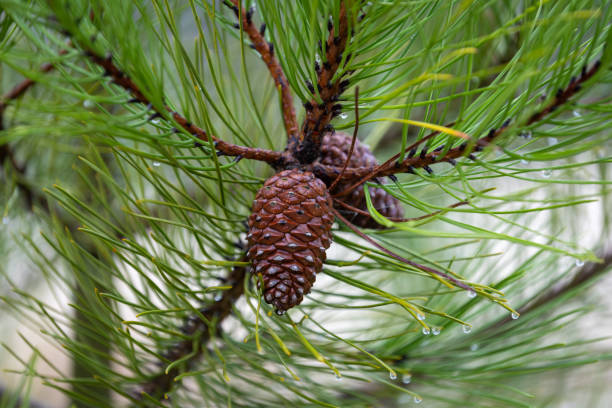 A close-up view of vibrant green pine needles adorned with glistening raindrops, framing two rich brown pinecones. The intricate details of the pinecones' textured surface contrast with the delicate water droplets clinging to the slender needles. The moisture enhances the natural hues of the branch, highlighting the resilience of evergreen trees. A softly blurred background provides depth, keeping the focus on the pinecones and needles in the foreground. This macro shot captures the freshness of a rainy forest day, evoking themes of renewal, growth, and the intricate beauty of nature.