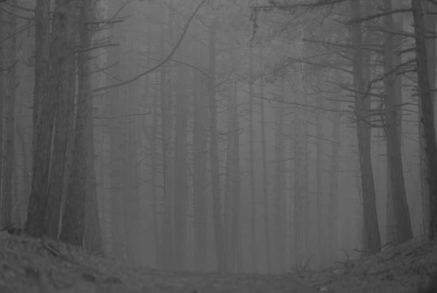 A dense forest of tall, bare trees stands eerily in thick fog, their skeletal branches reaching into the mist. The monochrome palette enhances the haunting atmosphere, emphasizing the stark contrast between the dark trunks and the hazy, obscured background. The trees, stripped of most of their foliage, create a sense of mystery and desolation, as they fade into the foggy abyss. The absence of color heightens the drama, making this an evocative image that conveys solitude, suspense, and the eerie beauty of nature in its most mysterious form. Ideal for themes of isolation, mystery, and the unknown.