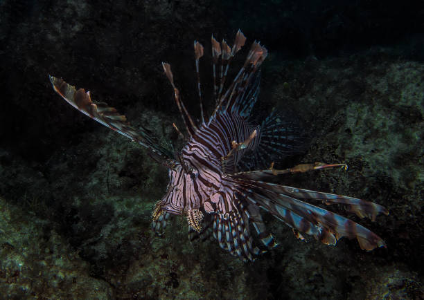 istock A Common Lionfish (Pterois volitans) in the Caribbean Sea 2192853674