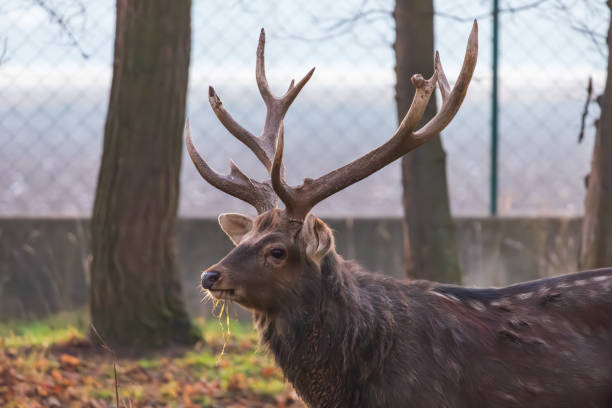 Male fallow deer grazing on green forest meadow in Denmark