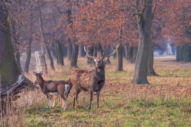 istock Sika deer - Cervus nippon in winter in the forest 2192855142