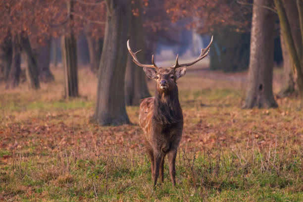 istock Sika deer - Cervus nippon in winter in the forest 2192855149