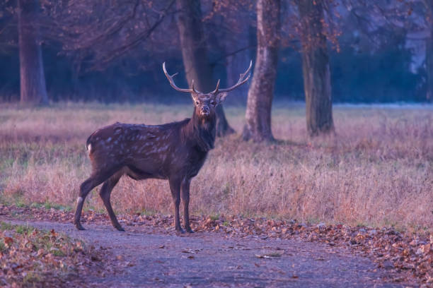 istock Sika deer - Cervus nippon in winter in the forest 2192855275