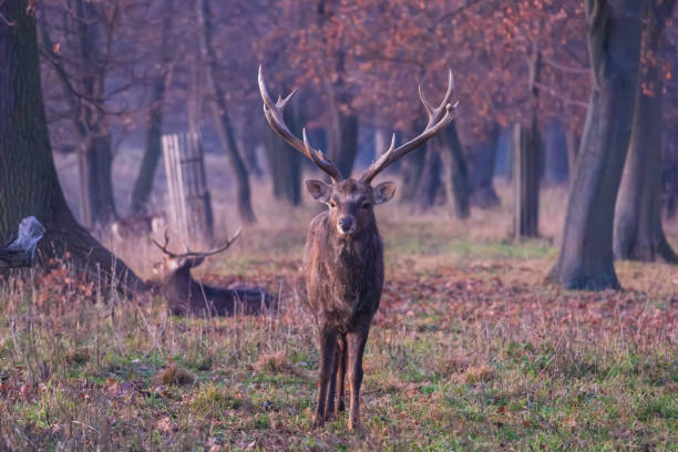 istock Sika deer - Cervus nippon in winter in the forest 2192855280