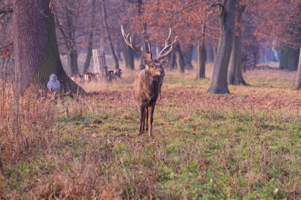 istock Sika deer - Cervus nippon in winter in the forest 2192855295
