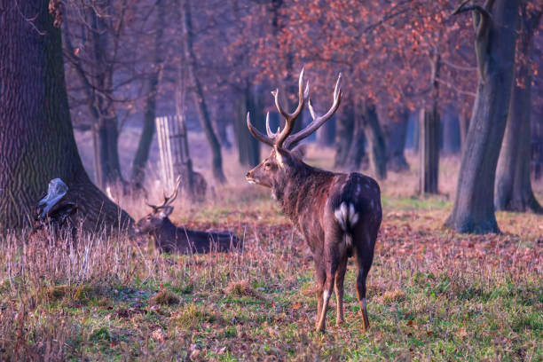 istock Sika deer - Cervus nippon in winter in the forest 2192855297