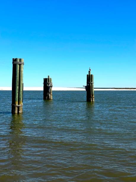 istock Weathered Pilings with a Pelican - Dauphin Island, AL 2192855552