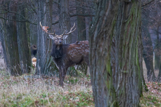 istock Sika deer - Cervus nippon in winter in the forest 2192855581