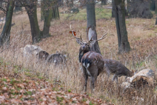istock Sika deer - Cervus nippon in winter in the forest 2192855621