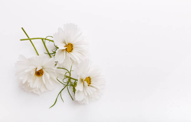 Double-flowered Gypsophila background.  / baby's breath