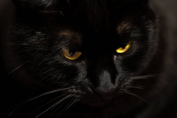 istock Black Cat Staring Off to the Side 2192855967