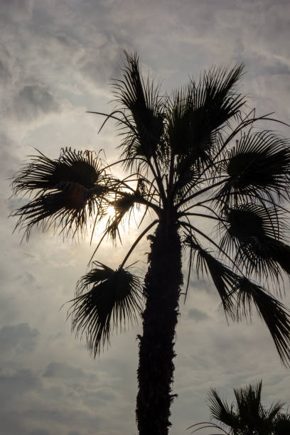 Palm tree in silhouette - Miraflores District, Lima, Peru