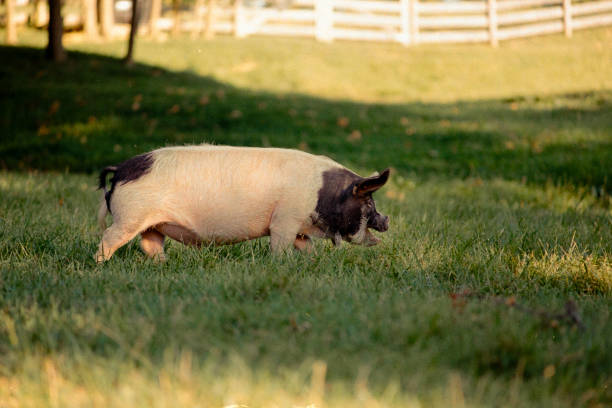 Cream -Colored Pig - Kodak Gold 35mm Film