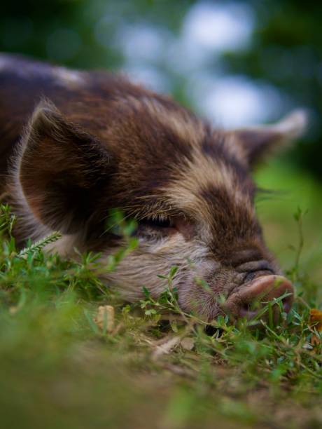 A portrait of a very cuteKune Kune piglet laying down in some wild fauna.