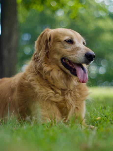 istock Golden Retriever Laying In Grass 2192858138