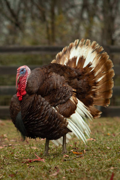 Bourbon Red Turkey on Thanksgiving