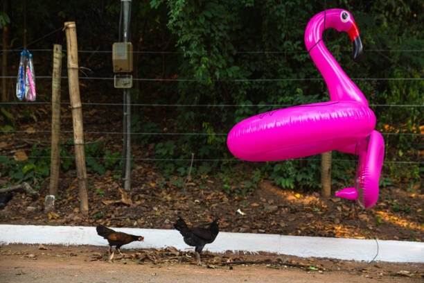 Two chickens and two flamingo floats
