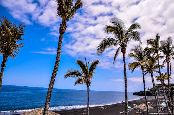 istock A beach scene with palm trees and a blue sky 2192859578