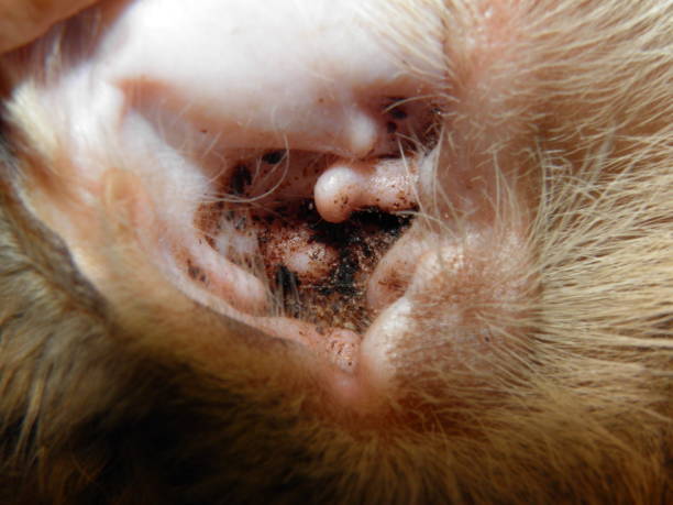istock Cat parasitic otitis, parasitic mites in the ear 2192860408