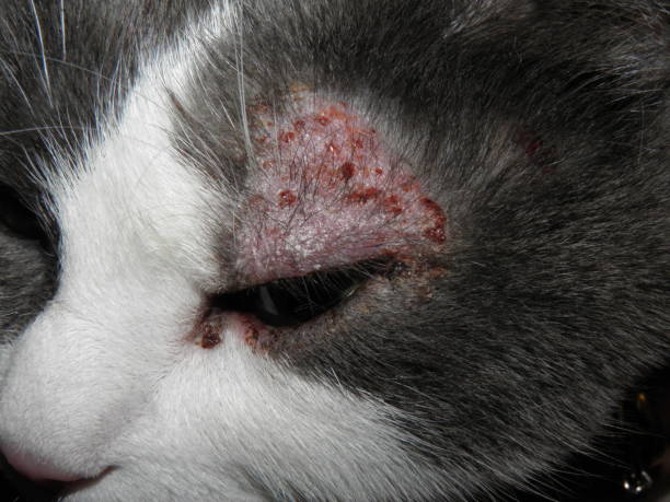 istock Cat's upper eyelid shows dermatophytosis 2192860444