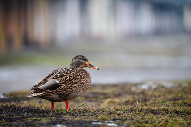 A female mallard duck stands on a patch of damp grass, showcasing its intricate brown plumage. The blurred urban background adds a sense of depth and contrasts with the duck’s natural setting.