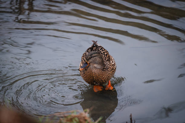 Duck swims in the water. Duck on water. Duck swimming