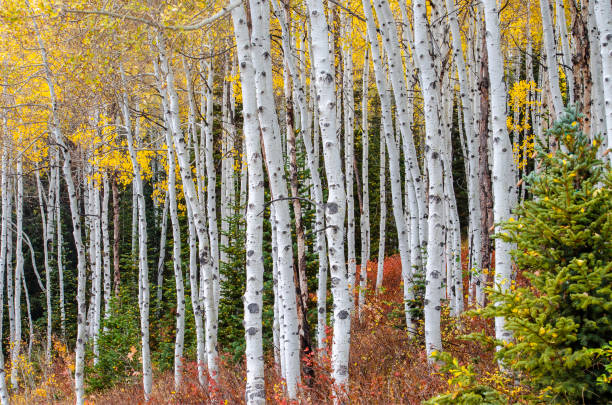 istock Autumn forest aspen trees fall gold 2192862493