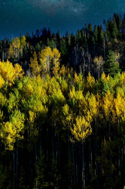 istock Wide angle aspen tree grove with milky way sky 2192862495