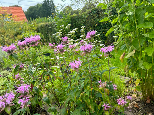 istock Purple Monarda flowers 2192862555