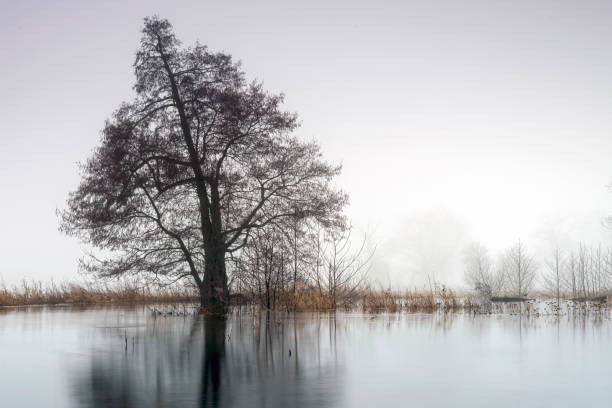 istock Landscape in the park. Old trees. 2192862680
