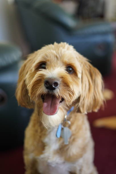 istock Alfie the Mini Groodle 2192862880