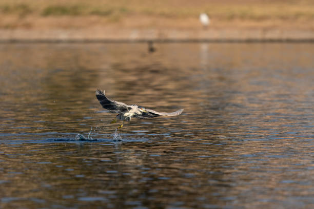 istock Night heron taking off from a lake 2192863134