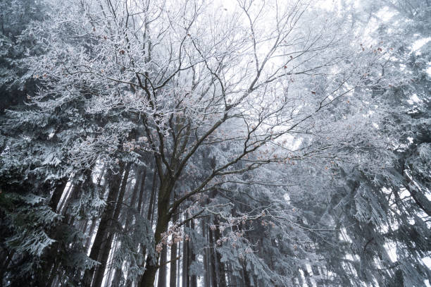 Snowy winter forest with frost-covered trees, magical light, and a serene path through the landscape, capturing the beauty of nature during the cold season