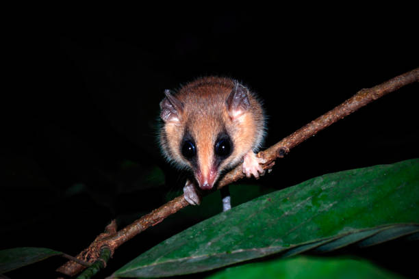 istock This is a Cryptonanus agricolai Agricola's gracile opossum 2192864026