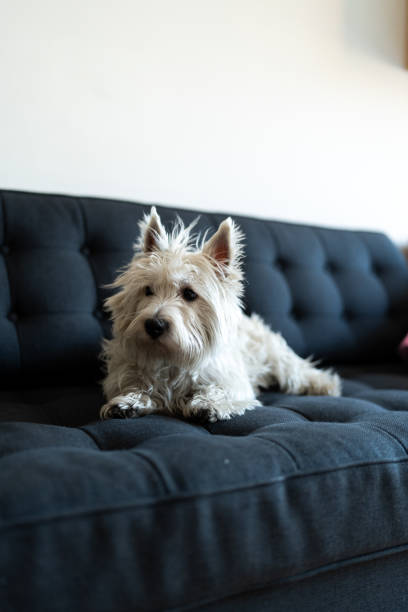 istock Bruna, a One-Year-Old West Highland White Terrier Relaxing at Home 2192864196