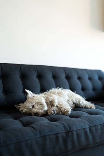 istock Bruna, a One-Year-Old West Highland White Terrier Relaxing at Home 2192864197