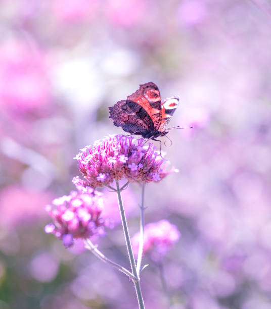 istock Butterfly Peacock drinking nectar on verbena flower in spring or summer fabulous blooming meadow on mysterious springtime floral background, macro nature. 2192864215